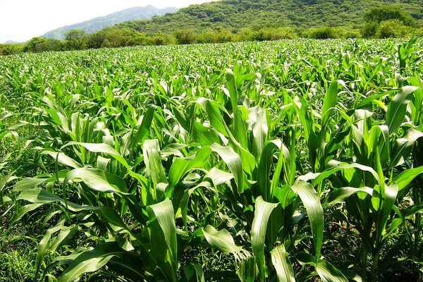 Inmueble productivo en renta en La Esmeralda, Acuña, Coahuila – 288,300 m²