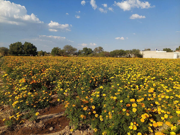 Inmueble productivo en venta en San Salvador de los Cerrillos, Ciudad del Carmen, Campeche – 86,700 m²