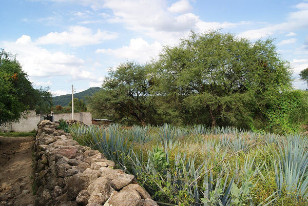 Inmueble productivo en venta en Loma del Mirador, Ciudad Valles, San Luis Potosí – 18,700 m²