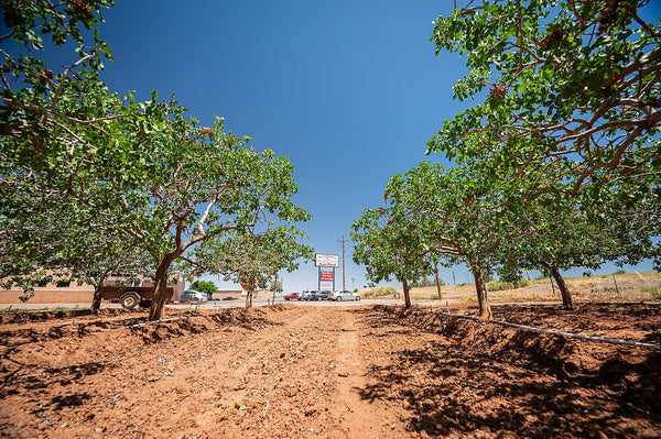 Foto ilustrativa: inmueble productivo (anuncio de ejemplo)