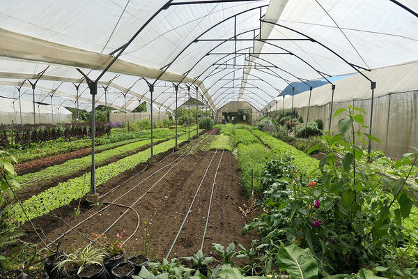 Inmueble productivo en venta en Independencia, Cárdenas, Tabasco – 60,700 m²