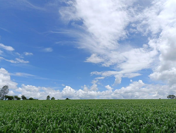 Terreno en renta en Cuauhtémoc, San Juan del Río, Querétaro – 2,100 m²
