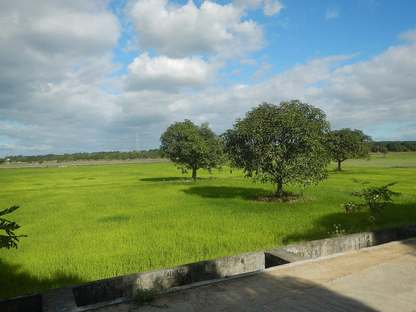 Terreno en venta en Jardines de San José 2a Secc, Coacalco, Estado de México – 185 m²
