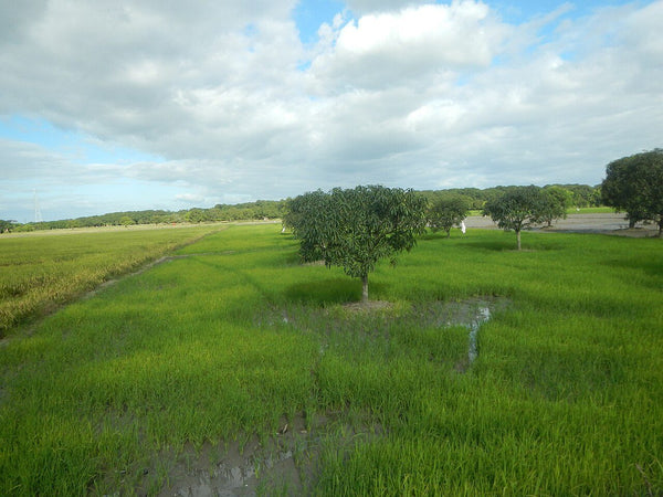 Terreno en renta en República Mexicana, Coacalco, Estado de México – 2,165 m²